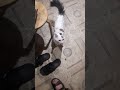 Вася не выпускает меня в магазин