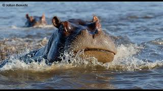 Hippo charges and attacks boat motor