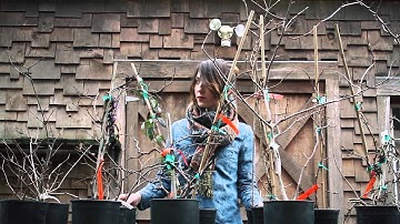 Delerium - Glimmer (feat. Emily Haines) [Official Music Video]