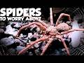 The Forgotten Venomous Spiders of America’s Deserts  Mp3 Song