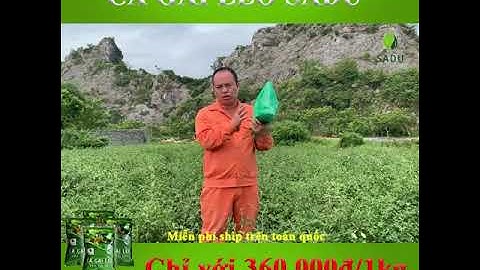 trà túi lọc cà gai leo