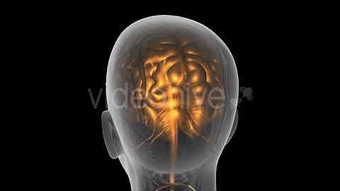 Anatomy Of Human Brain | Motion Graphics - Envato elements