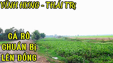 Câu CÁ RÔ ĐỒNG Ban Đêm , Cá RÔ Gom Vào Đường Nước Tìm Đường Lên Ruộng @Caucalongan62