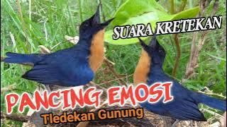 Suara ketrekan Bikin EMOSI burung tledekan | Suara Pancingan Ampuh burung tledekan