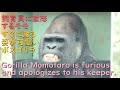 父モモタロウ、激怒して飼育員に飛びつくが、慌てて謝り餌を貰う♪食いしん坊で可愛いボスニシゴリラ♪【京都市動物園】