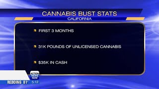 Unified Cannabis Enforcement Taskforce seizes more than $53M worth of illegal cannabis