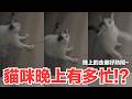 【好味小姐】貓咪晚上有多忙！？晚上的走廊好熱鬧～｜好味貓日常274