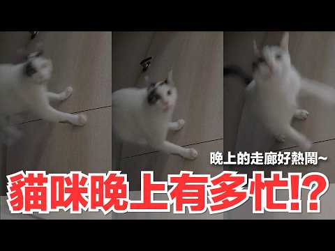 【Lady Flavor】How Busy Are Cats at Night!? The Hallway Is So Lively at Night~｜Lady Flavor Cat Dail...