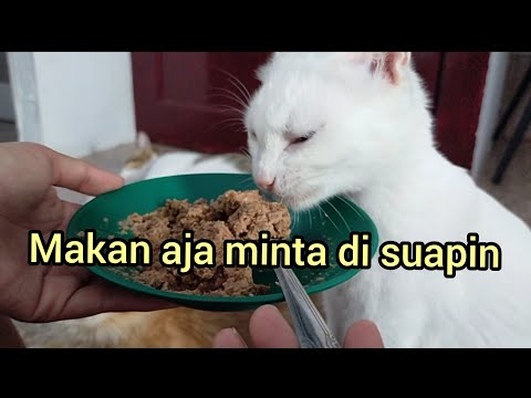 OWIE MANJA SAMA MAMI!!!