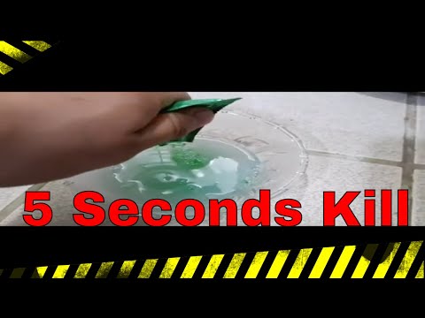 KILL ANTS IN 5 SECONDS (DIY) 100% EFFECTIVE!