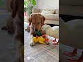 Golden retriever collection