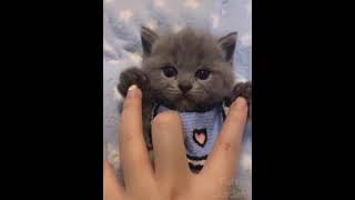 Cute Animals Parade 10