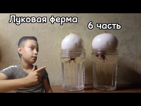Луковая ферма 6 часть - YouTube