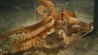 Octopus escaping through a 1 inch diameter hole