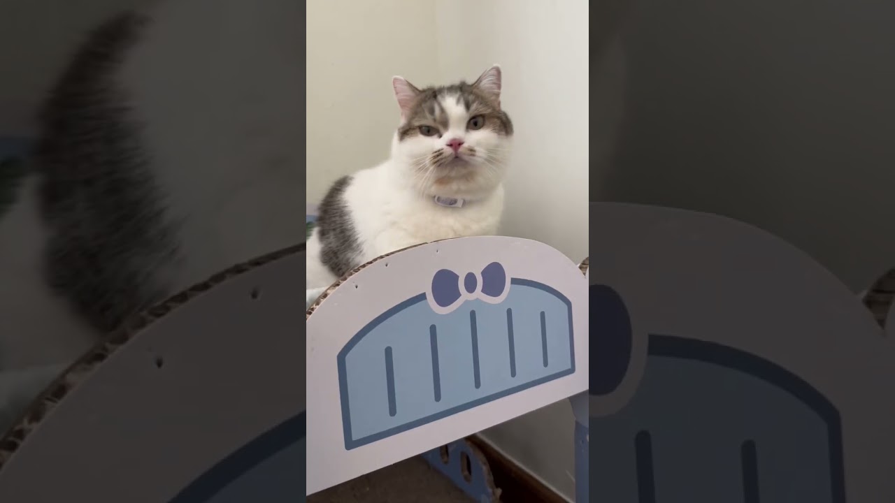 Meowisthebest D cutecat shorts m o funny YouTube