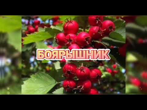 БОЯРЫШНИК (польза и вред)