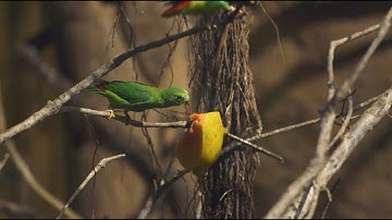 Blue-Crowned Hanging Parrots at San Diego Zoo