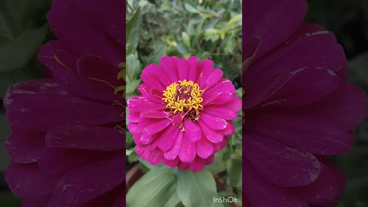 zinnia dreamland flower 