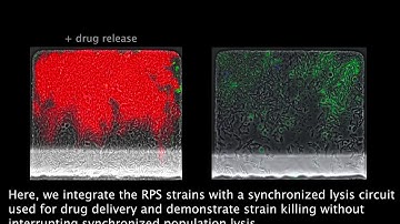Video explainer: Stabilized genetic constructs through engineered synthetic communities