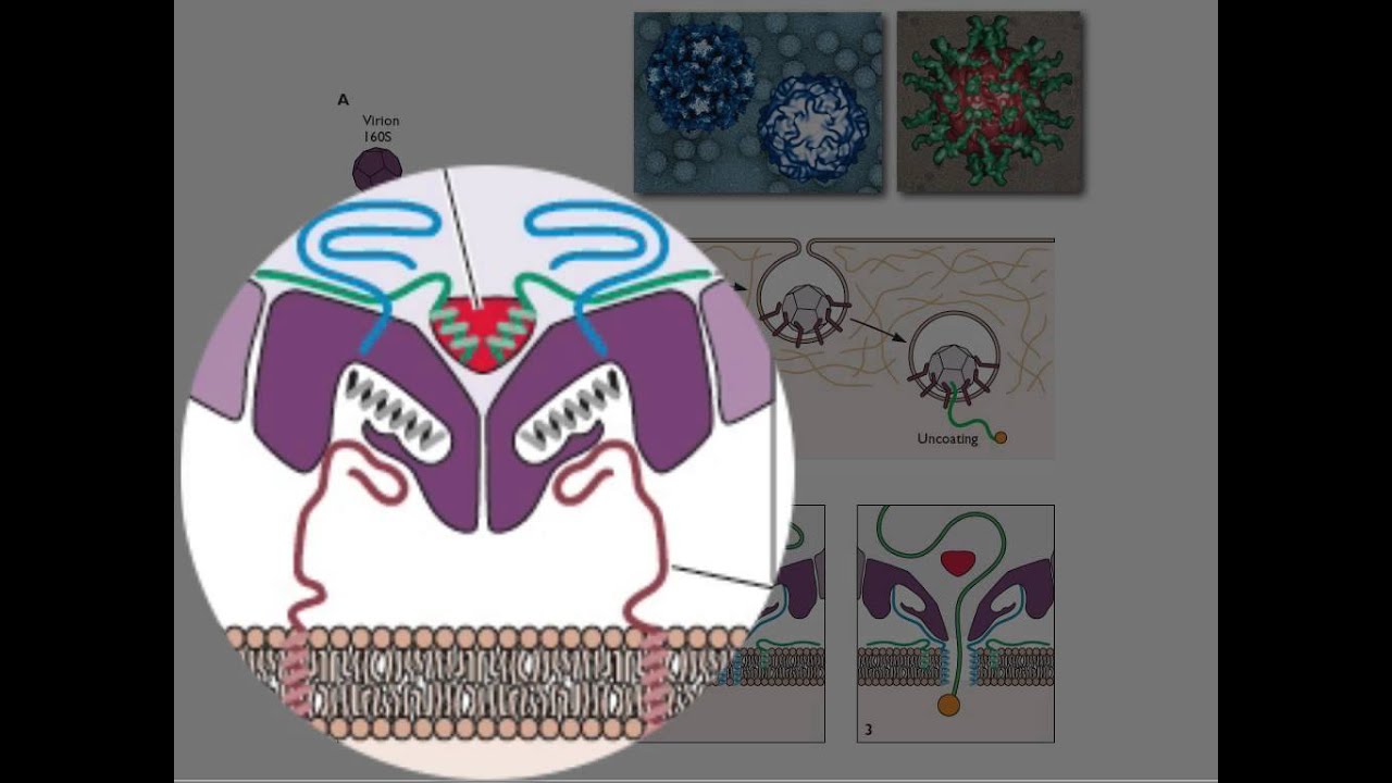 Entry of non-enveloped virions