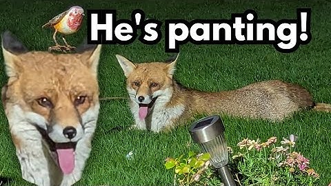 What Has Tiger Been Up To?!