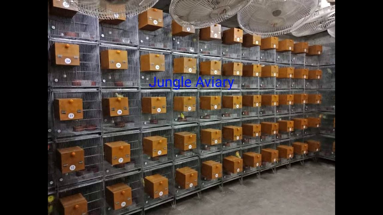 বাংলাদেশে লাভ বার্ড পাখি সবচেয়ে বড় ফার্ম jungle aviary
