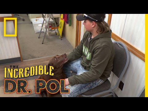 A Puppy Surprise | The Incredible Dr. Pol