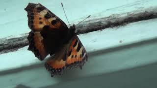 Очень яркая  и красивая бабочка Крапивница