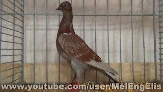 Pigeon Culbutant de Vienne rouge cendré écaillé - حمامة فيينا تمبلر