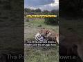 Zebra Fights for Life Against Two Lions 🦓#shorts #wildlife #zebra #hunting