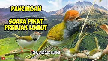SUARA PIKAT BURUNG PRENJAK LUMUT PALING DI CARI || PANCINGAN PRANJAK LUMUT DI ALAM LIAR.