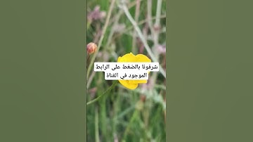 القرآن الكريم بصوت جميل #لايك #قرآن #الحياه #اكسبلور #قران_كريم #ناصر_القطامي #quran #ترند #تلاوات