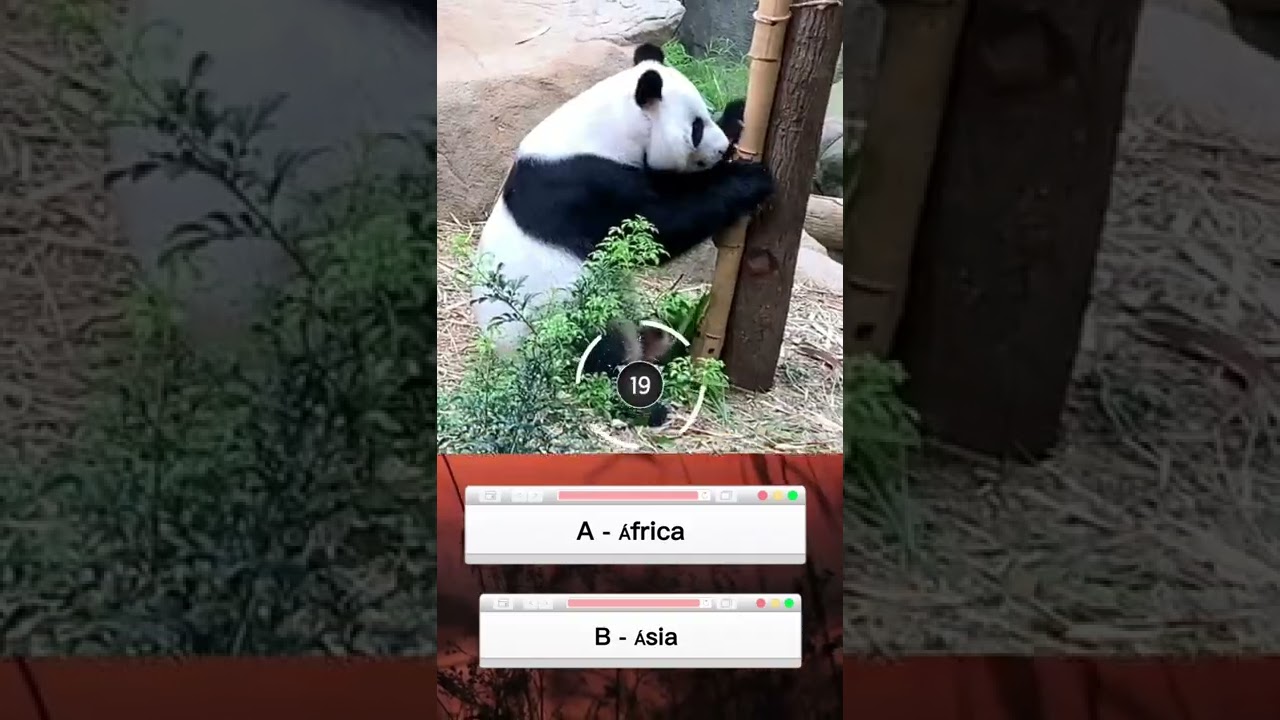 Urso Panda onde Vive | Quiz