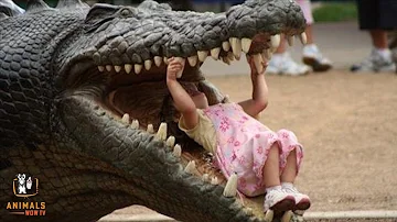 Can alligators bond with humans?