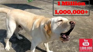 Labrador dog barking hardcore