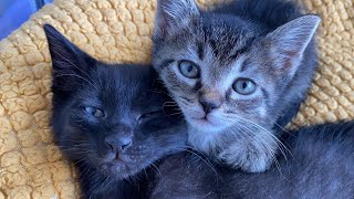 Kittens Waking Up From Nap