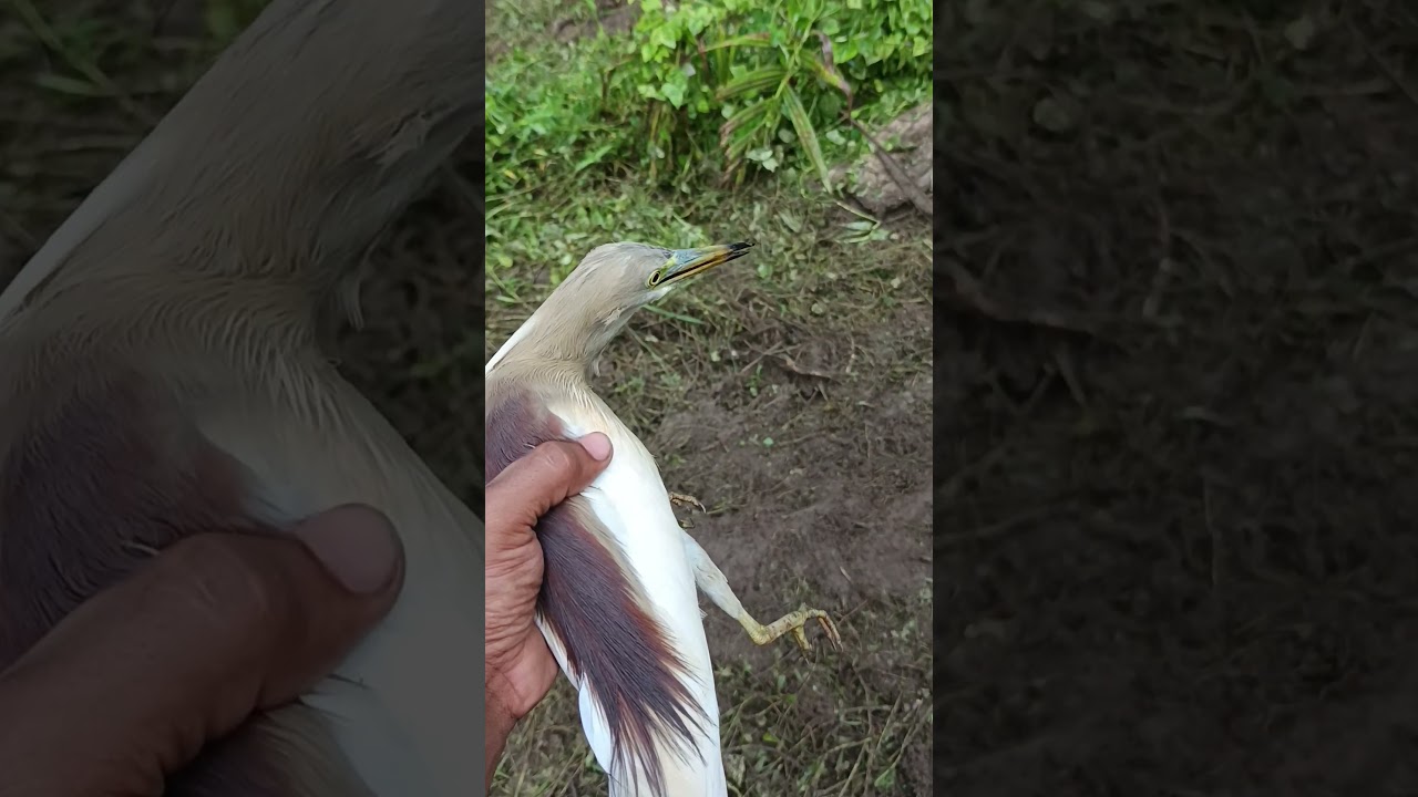 yellow bittern so sad moment legfacher 😔😔😔😔😔
