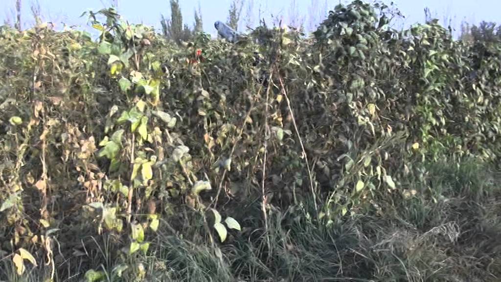 Турфан виноградный