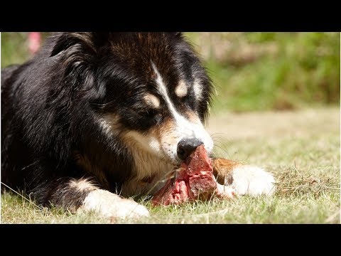 Aliments pour chien à base de viande crue : un risque pour la santé du maître | Jorge