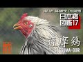 日本鶏図鑑17 薩摩鶏 The World of Native Japanese Chickens