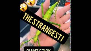 The strangest 1 🐛🐛🐛 GIANT STICK INSECT🐛🐛🐛