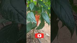 Capsicum Hybrid Seed Production |  Ready to Harvest | SL AgriTips capsicum shortvideo