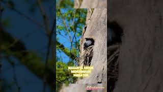 Download Lagu pakta unik sarang burung gagak di alam liar#shorts MP3