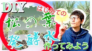 【DIY】初めての松の葉サイダー作り 話題の松の葉の発酵水作ってみよう