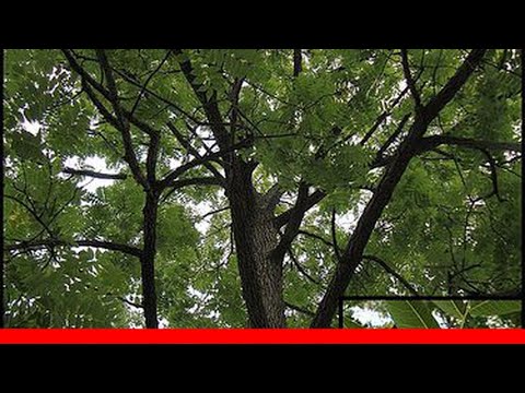 Video: Is Japanse zelkova invasief?