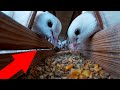 Сьёмка внутри Кормушки. Голуби / Filming inside the feeder. pigeons