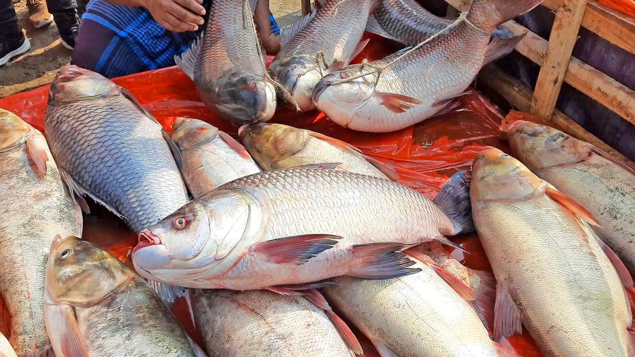 Fish Market of Bangladesh || The Current Bogra Fish Fair is For Big ...