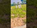 farming life Jagannath , Jagat tat , Khedut Kishan #farmer #Laalo #sgorts