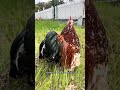 Every flock should have a rooster! 🐓 #rooster #chickens #flock #fyp