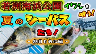 若洲海浜公園 イワシを喰う夏のシーバスたち！ - 潮目と共に編 - 東京湾奥